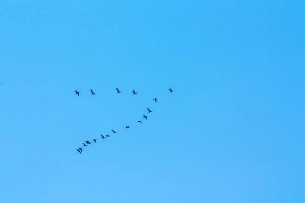 Bir Grup Kuş Mavi Gökyüzünde Uçuyor — Stok fotoğraf