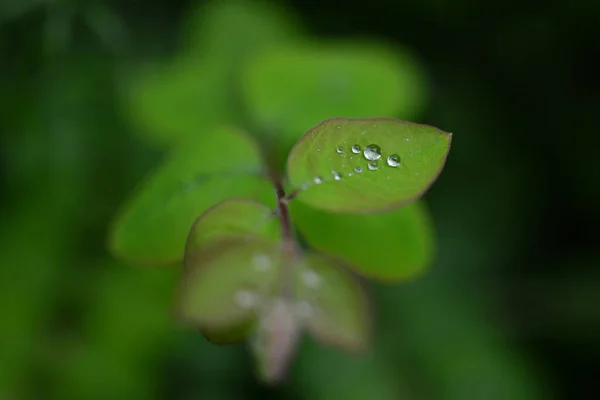 Närbild Bild Bild Dagg Droppar Gröna Blad — Stockfoto