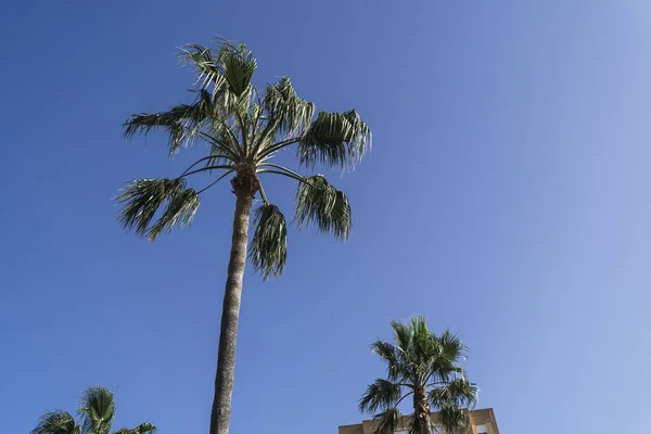 Niski Kąt Strzał Palm Pod Jasnym Błękitnym Niebem Zewnątrz — Zdjęcie stockowe