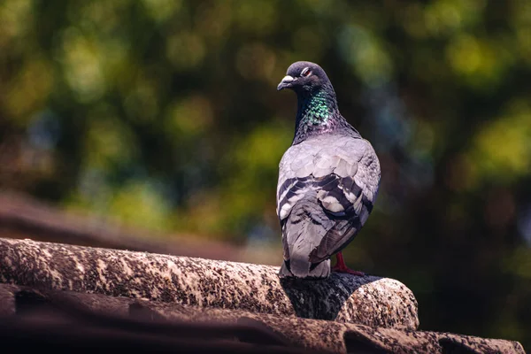 Pigeon Perched Tree Log Park — Stock Photo, Image