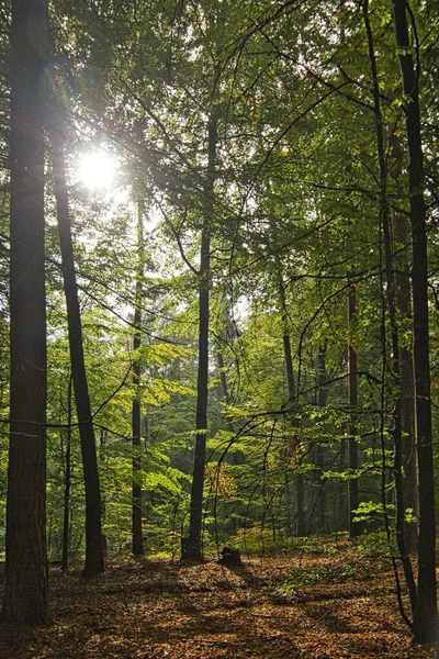 Vertikal Bild Träd Höstpark — Stockfoto