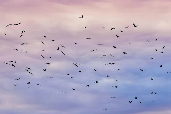 Een Flok Van Vogels Vliegend Bewolkte Lucht Tijdens Zonsondergang — Stockfoto