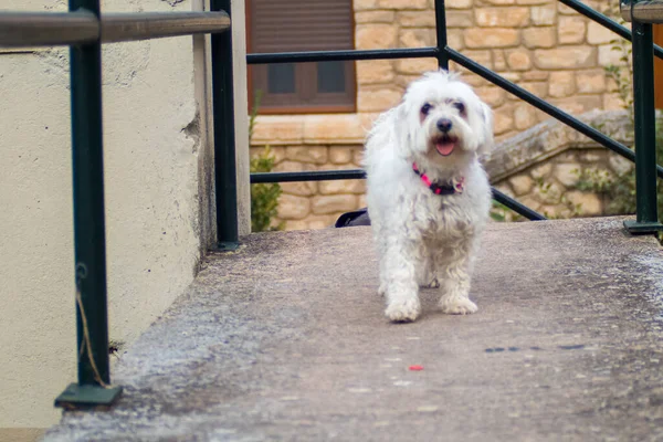 Веселый Белый Болоньезе Собака Улыбается Камеру Стоя Лестнице — стоковое фото