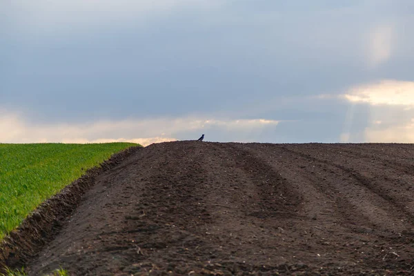 Campo Agrícola Bajo Cielo Nublado — Foto de Stock