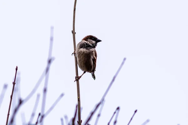 Sebuah Tembakan Jarak Dekat Dari Burung Pipit Kecil Pada Cabang — Stok Foto