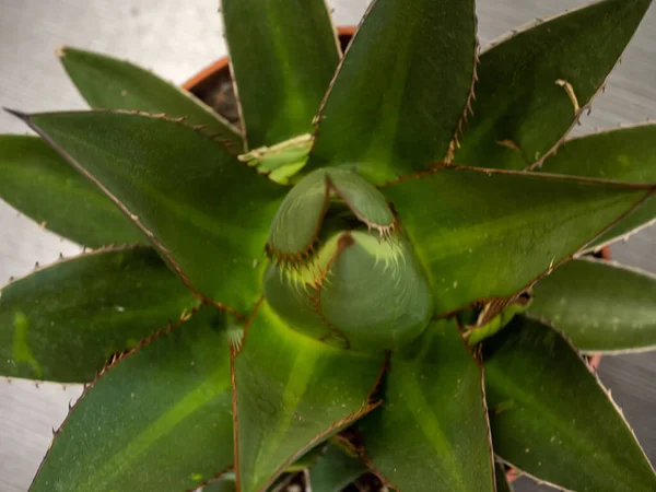 Top View Echeveria — Stock Photo, Image