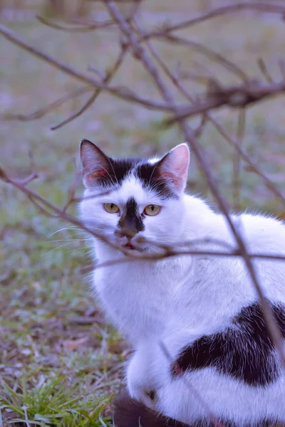 ภาพแนวต งของแมวส ขาวท เทาน งบนหญ าหล งไม — ภาพถ่ายสต็อก