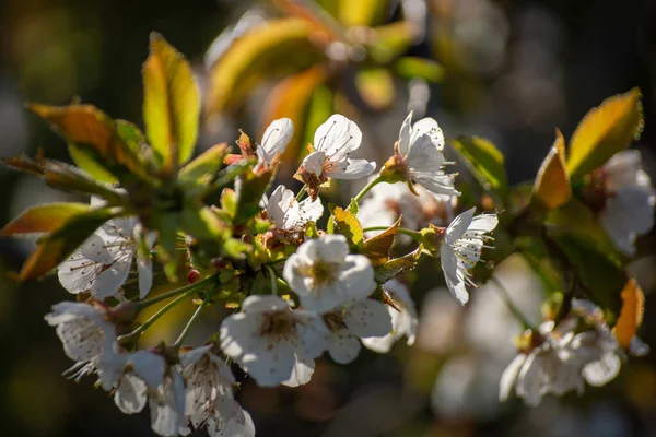 Detailní Záběr Bílého Třešňového Květu Sakura Květu — Stock fotografie