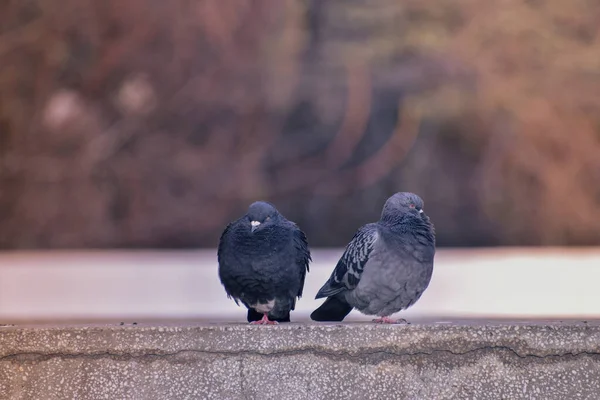 Eine Selektive Fokusaufnahme Zweier Tauben Die Auf Der Steinoberfläche Hocken — Stockfoto