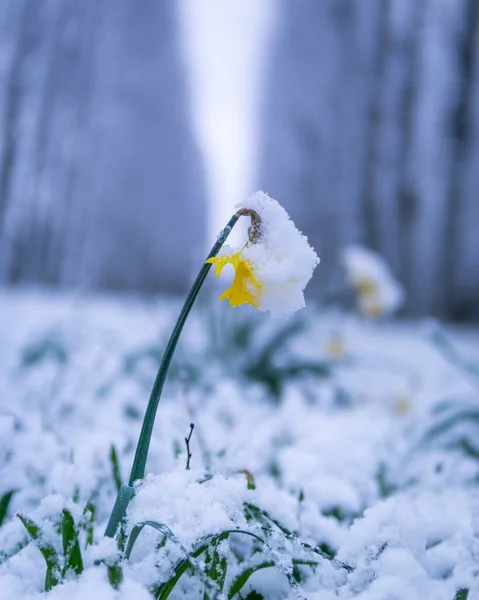 Vacker Vild Påsklilja Täckt Med Snö — Stockfoto