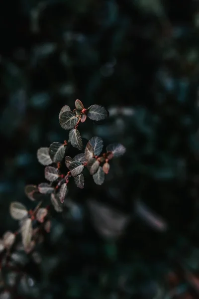 Pionowe Zbliżenie Strzał Roślin Zielonych Małych Liści — Zdjęcie stockowe
