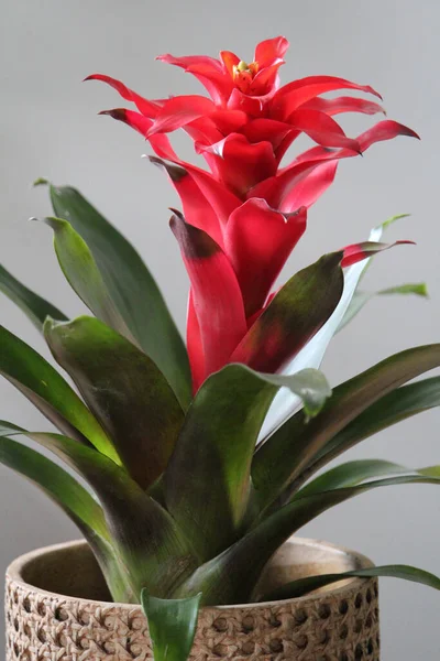 Primer Plano Flor Roja Guzmania Híbrido — Foto de Stock