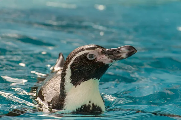 青い湖のフンボルトペンギン — ストック写真