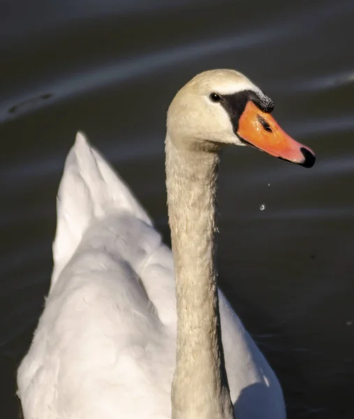 池の中の白鳥の垂直ショット — ストック写真