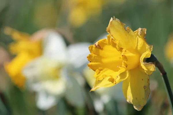 Gros Plan Jonquilles Jaunes Blanches Poussant Dans Les Champs — Photo