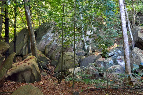 Sebuah Batu Granit Batu Hutan Tropis Hijau Seychelles — Stok Foto