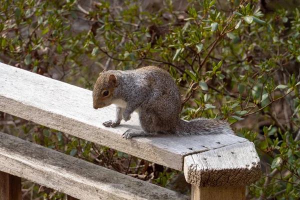Cute Fox Squirrel Sciurus Niger Sitting Wooden Fence Backyard — Stock Photo, Image
