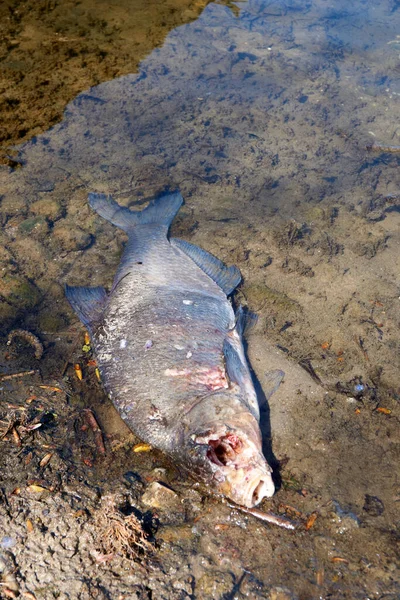 Výstřel Mrtvé Ryby Bez Očí Břehu Jezera — Stock fotografie