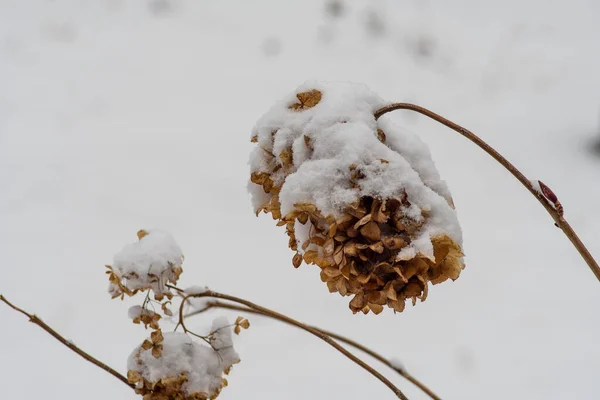 Detailní Záběr Uschlých Větviček Pokrytých Sněhem — Stock fotografie