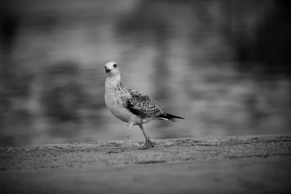 Snímek Racka Jezera Stupních Šedi — Stock fotografie