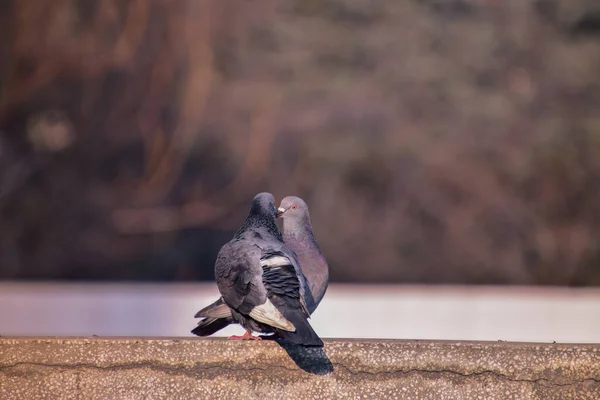 Nahaufnahme Eines Taubenpaares Das Auf Einer Grenze Hockt — Stockfoto