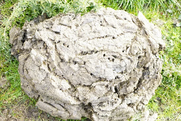 Верхний Вид Сухого Коровий Торт — стоковое фото