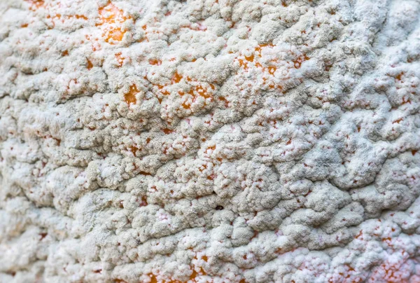 Eine Nahaufnahme Von Pilz Auf Orangenschale — Stockfoto