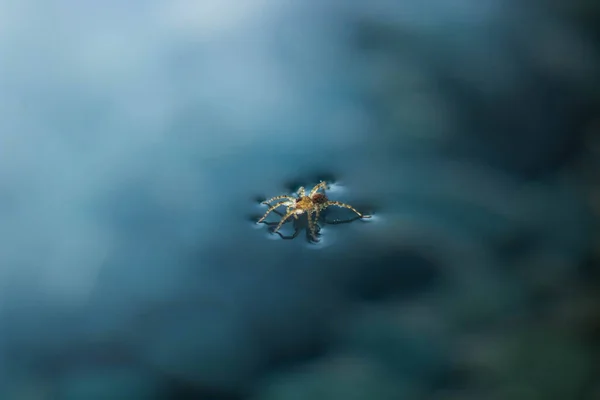 Tiro Macro Close Uma Aranha Superfície Água — Fotografia de Stock