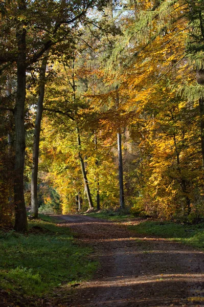 Plan Vertical Sentier Étroit Travers Les Arbres Une Forêt Automne — Photo