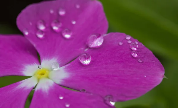 Primo Piano Gocce Acqua Fiore Viola Fiore Giardino — Foto Stock