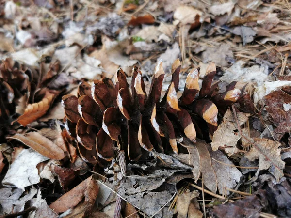 紅葉に満ちた地面に 針葉樹の円錐形のクローズアップ — ストック写真