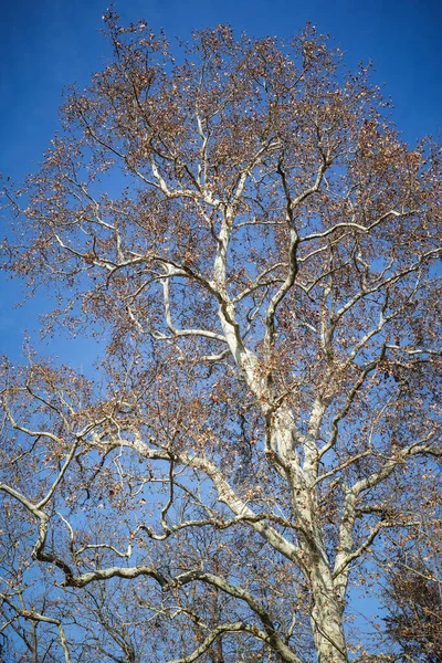 Disparo Vertical Árbol Desnudo Contra Cielo Azul — Foto de Stock