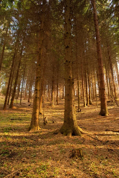 Plano Vertical Los Árboles Altos Bosque Frondosas Del Norte Durante —  Fotos de Stock