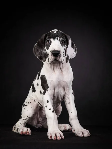 Vertical Shot Spotted Great Dane Puppy Black Background — Stock Photo, Image