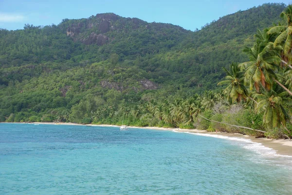 Een Antenne Opname Van Groeiend Van Een Oceaanbaai Zandstrand Groene — Stockfoto