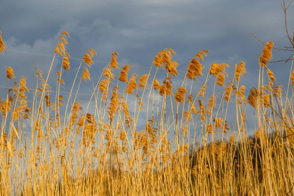 Een Winderige Gouden Waterplanten Het Meer Bewolkte Achtergrond — Stockfoto