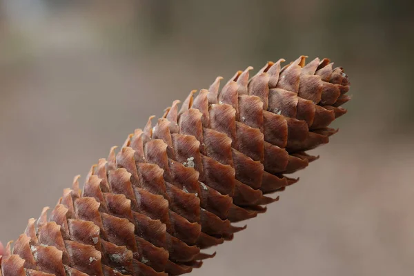 Close Cone Abeto Fundo Embaçado — Fotografia de Stock