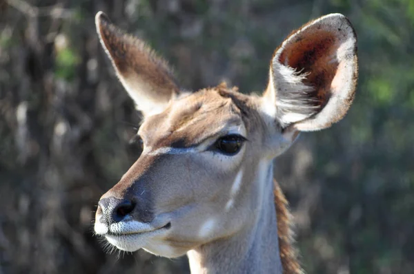 Horizontale Aufnahme Eines Weiblichen Impala Kopfes Afrikanische Tierwelt — Stockfoto