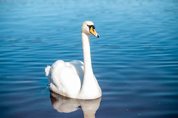 Enfoque Selectivo Elegante Cisne Mudo Flotando Lago —  Fotos de Stock