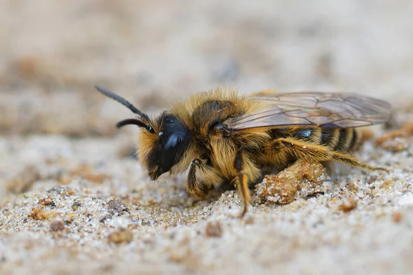Strzał Bliska Szarej Pszczoły Ziemi — Zdjęcie stockowe