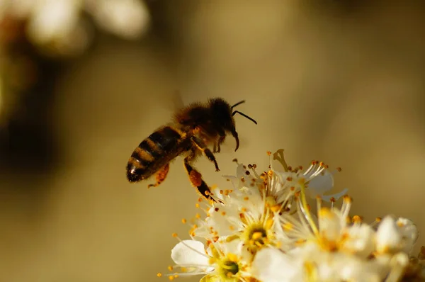 Eine Honigbiene Auf Schlehenblüte Makro Die Pollen Sind Gut Sichtbar — Stockfoto