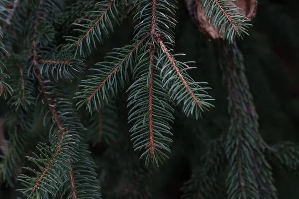 Detailní Záběr Zelených Větví Jehličnanů Lese — Stock fotografie