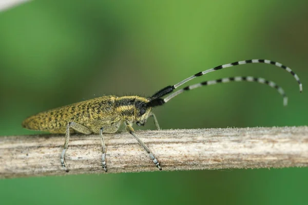 Een Close Shot Van Een Goudbloeiende Grijze Longhorn Kever Staand — Stockfoto