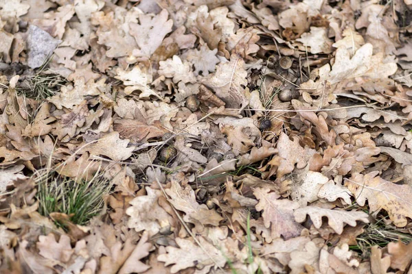 Zbliżenie Ujęcia Upadłych Jesiennych Liści — Zdjęcie stockowe