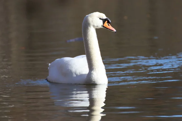 Belo Cisne Mudo Cygnus Olor Nadando Lago — Fotografia de Stock