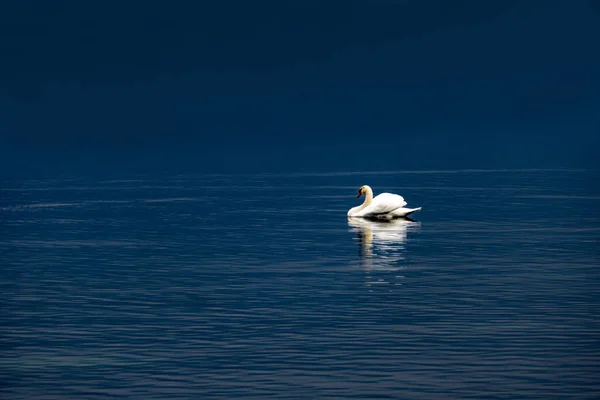 Cisne Blanco Tranquilo Lago Azul — Foto de Stock