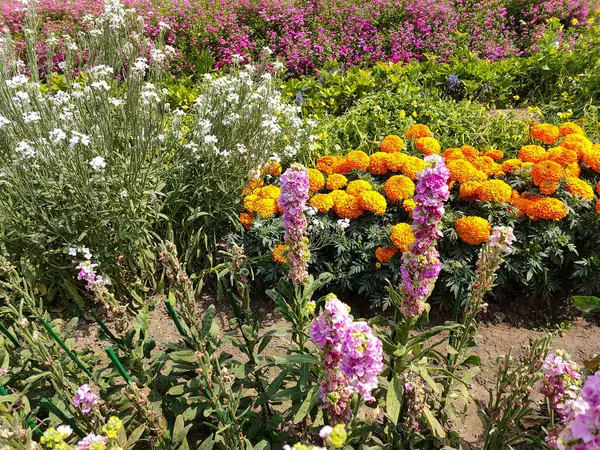 Der Schöne Garten Blüht Einem Sonnigen Tag — Stockfoto