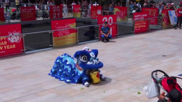 Chatswood Sydney Australië Februari 2021 Een Blije Zorgeloze Leeuw Dronk — Stockvideo