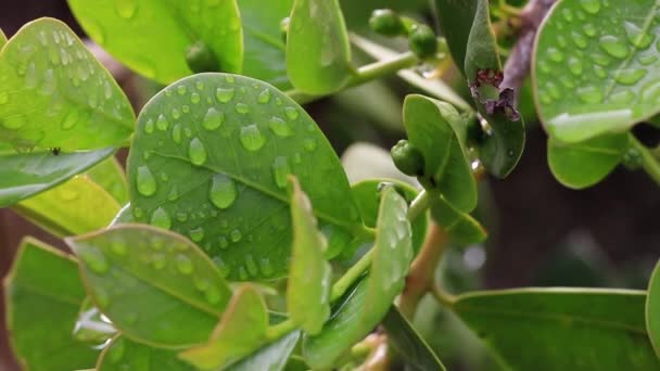 Folhas Verdes Com Gotas Água Flora Folhagem — Vídeo de Stock