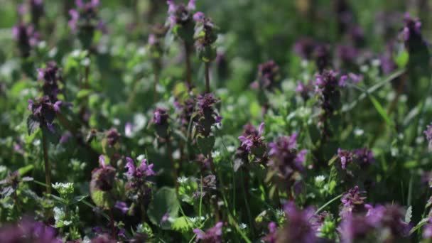 Primer Plano Una Púrpura Flores Color Lila Jardín — Vídeo de stock